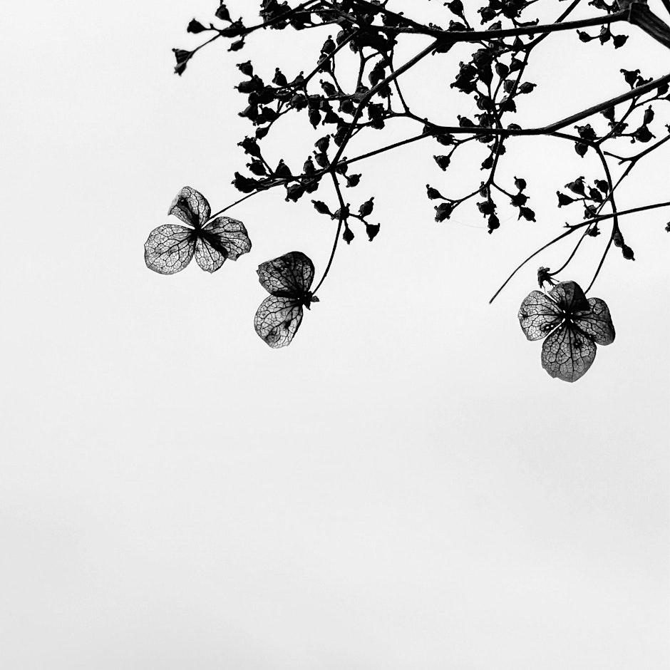 Mindful Photography and Bookbinding at Trebah Garden