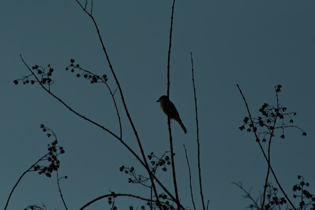 An Evening with Essy Sparrow