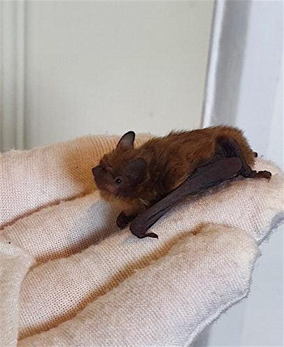 Batty about Trevince