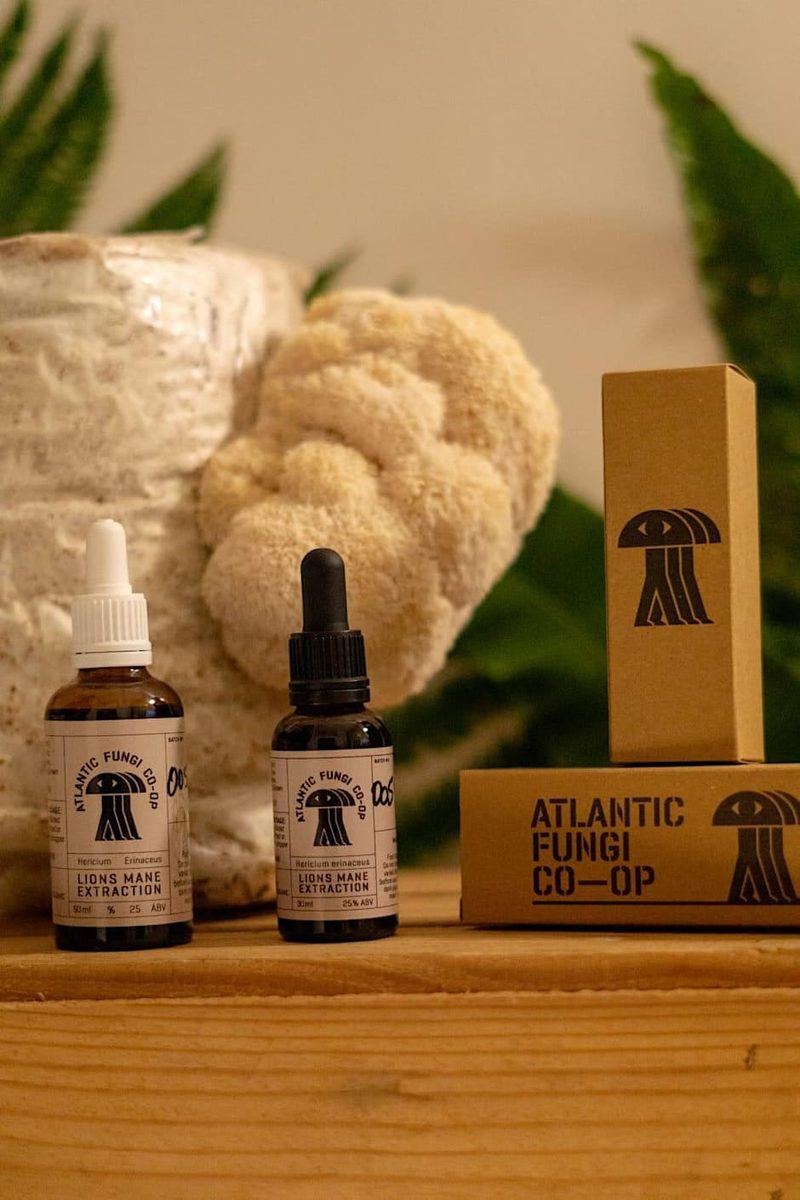 Lion's Mane Tincture Workshop, Bude