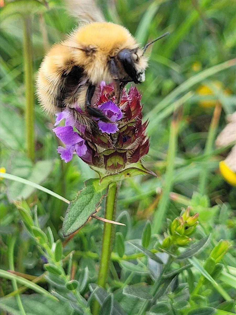 Bumblebee Safari at Trebah Garden