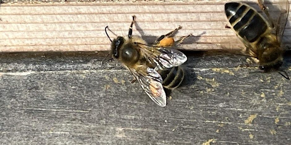 Cornwall and West Cornwall Beekeepers' Convention 2026 - 'A Bit of a Do'