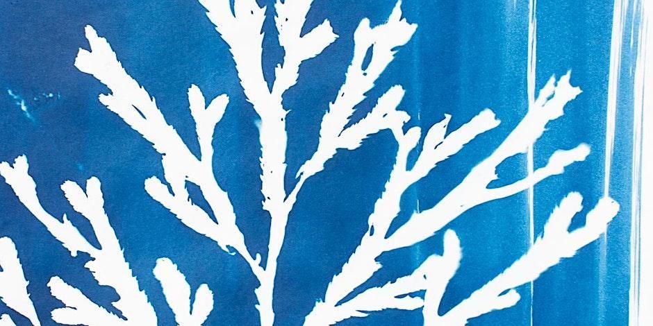 Cyanotype Workshop at The Art Room, Redruth