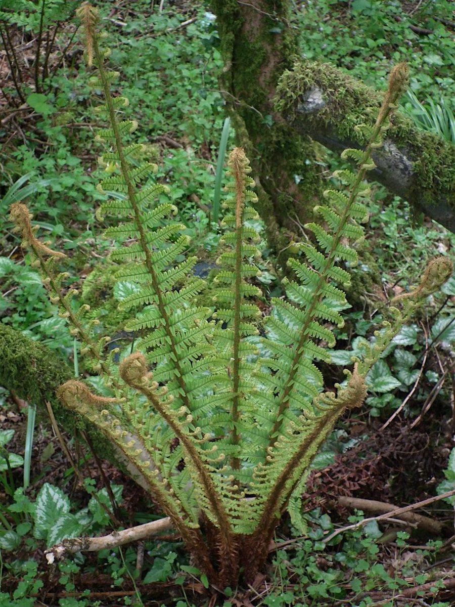 Fern Identification Workshop at Ponsanooth