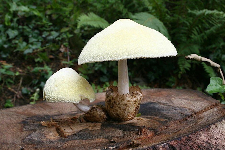 Fungi (ERCCIS Workshop)