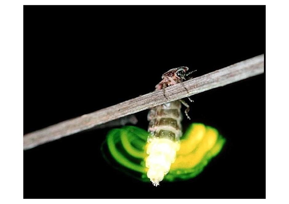 Glow Worm Walk at Perran Sands