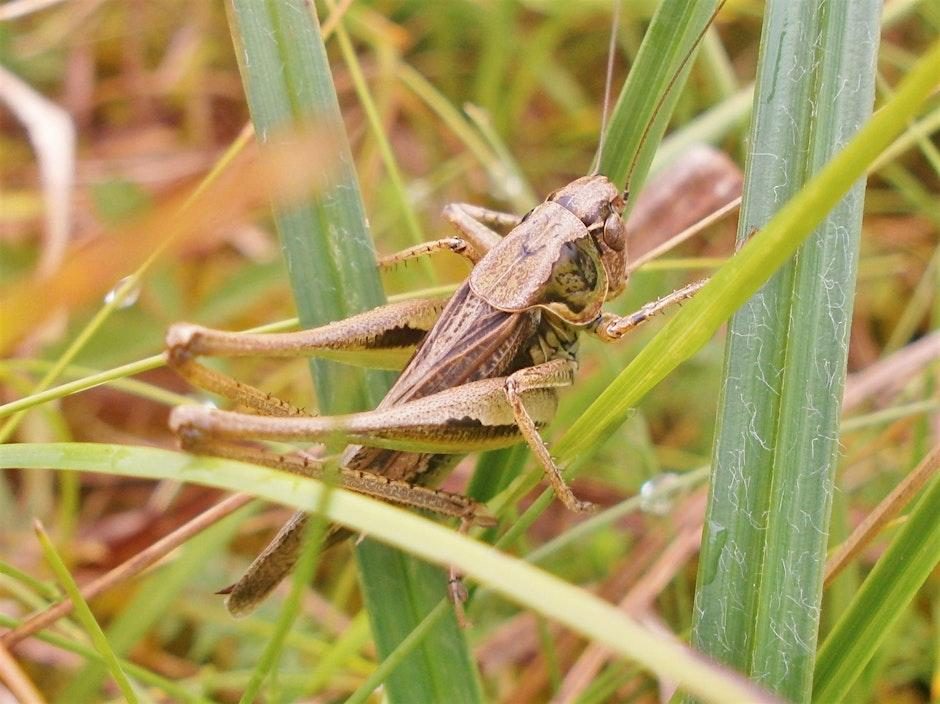 Grasshoppers and Crickets Workshop at Cubert Village Hall