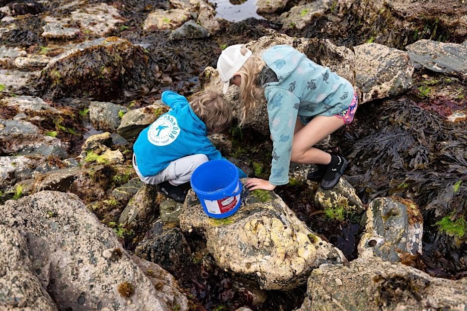 Rockpool Ramble at Durgan Beach