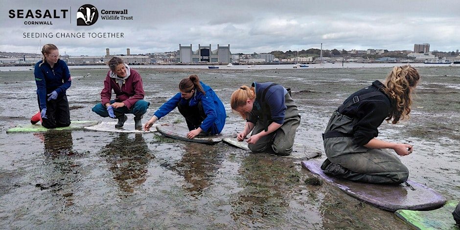 Intertidal seagrass seed collecting at Torpoint