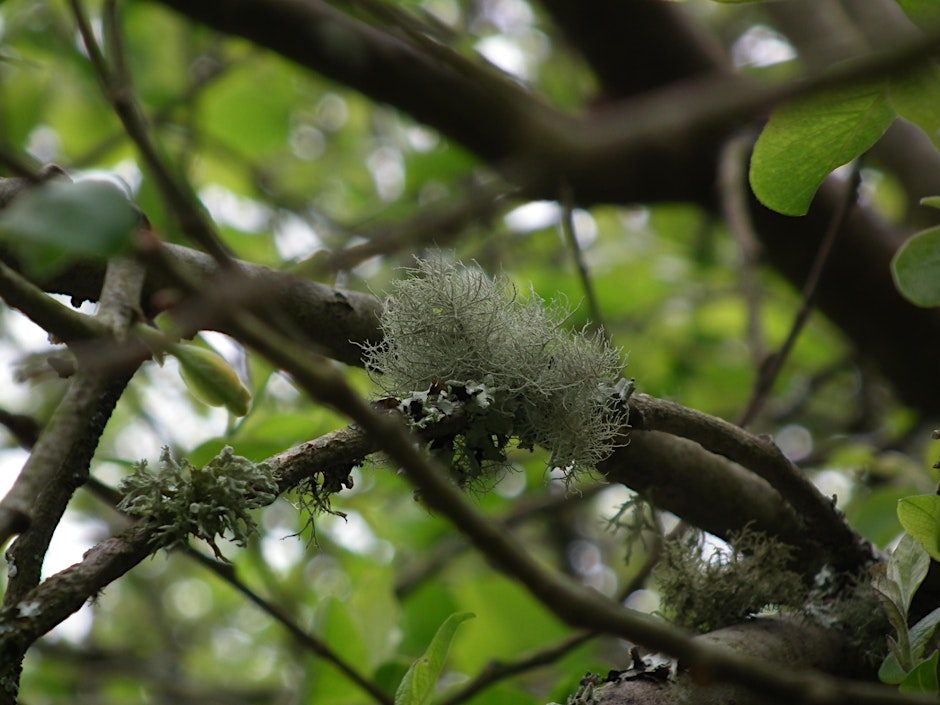 Lichens (ERCCIS Workshop)