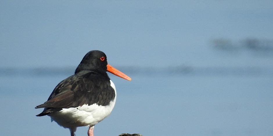 Looe Island nature reserve visit