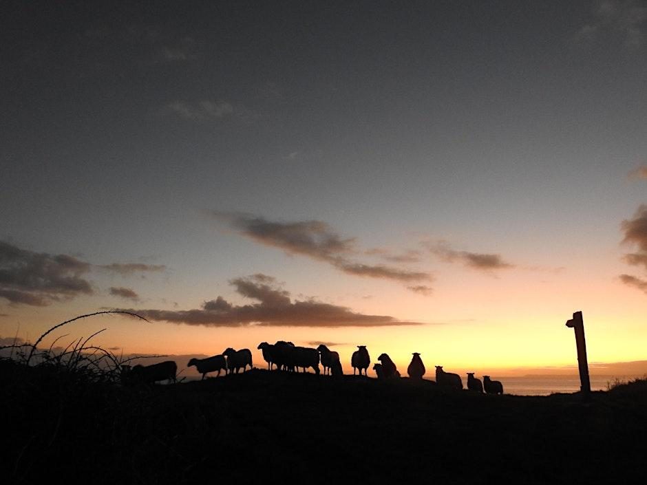 Historic Tales, Smugglers and Ghosts on Looe Island