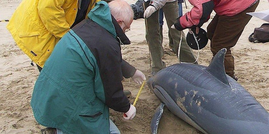 Marine Strandings Volunteer Training, Newquay
