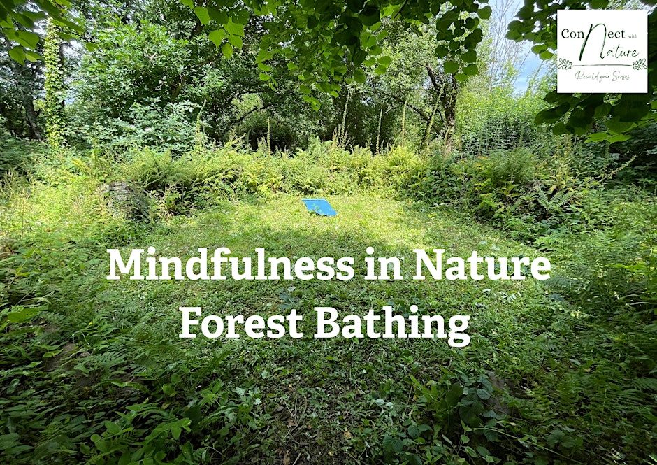 Forest bathing and mindfulness in nature