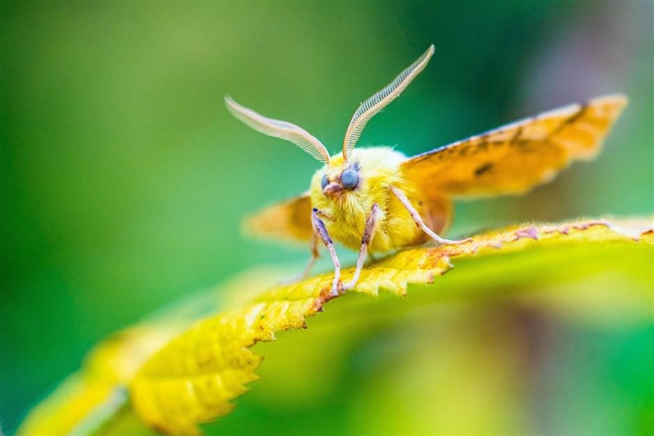 Moth Morning at Trebah Garden