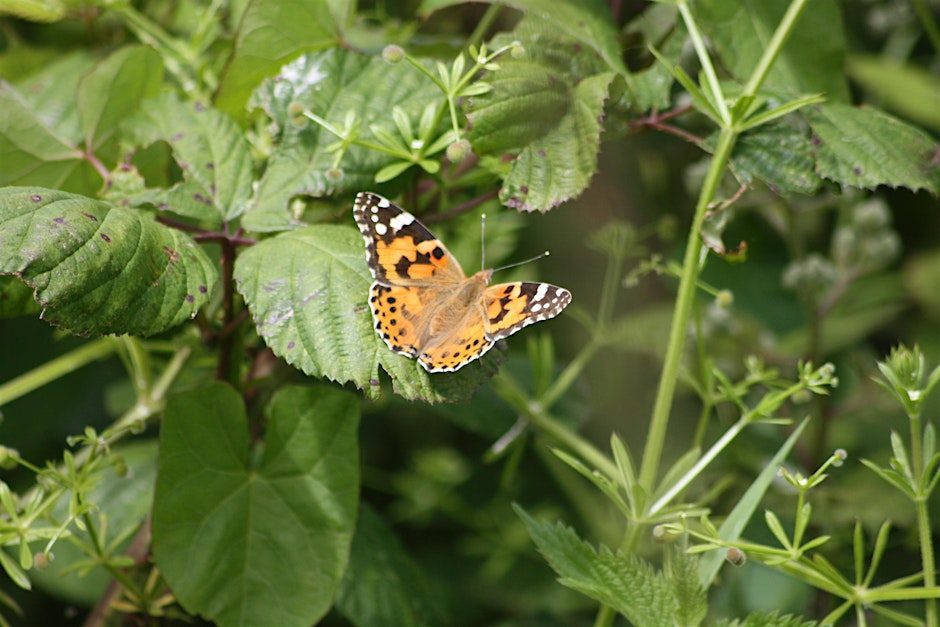 Reptile and butterfly survey day at Argal Reservoir