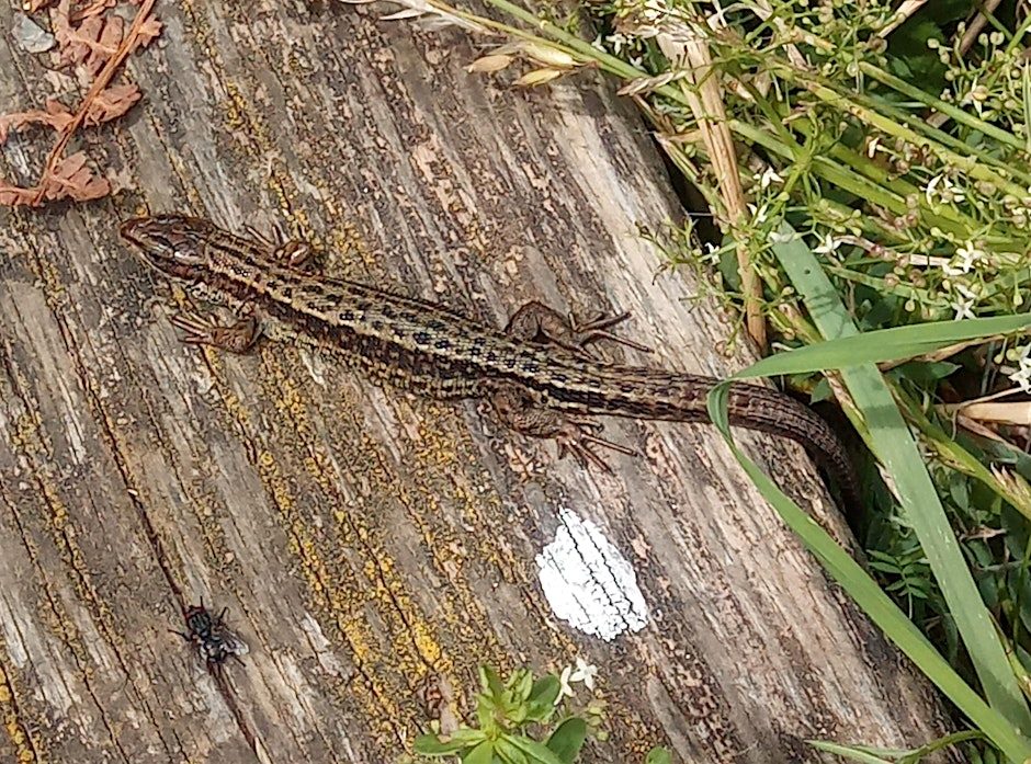 Reptile and butterfly survey day at College Reservoir