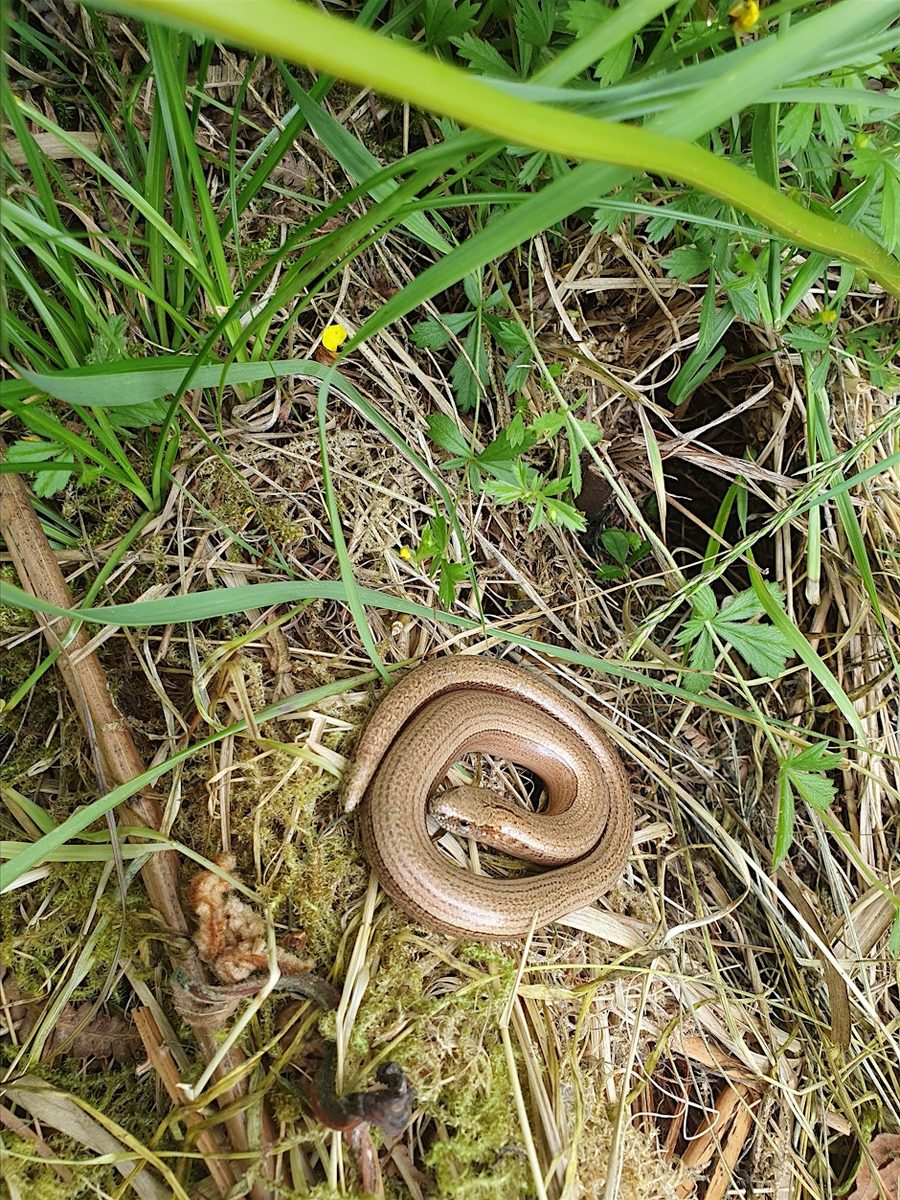 Reptile and butterfly survey day at Stithians Lake