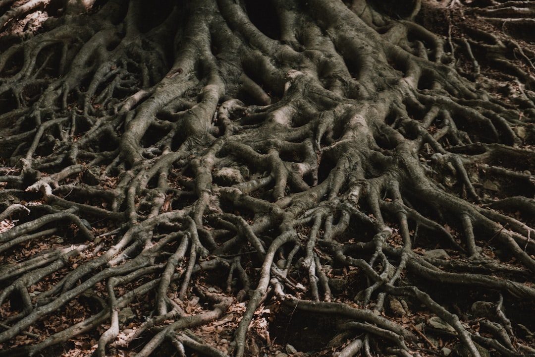 Root & Bone: Earth Magick Day in Pelynt