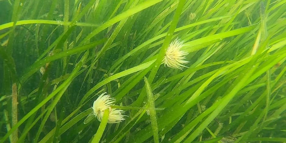 Seagrass Snorkel Safari at Gylly Beach