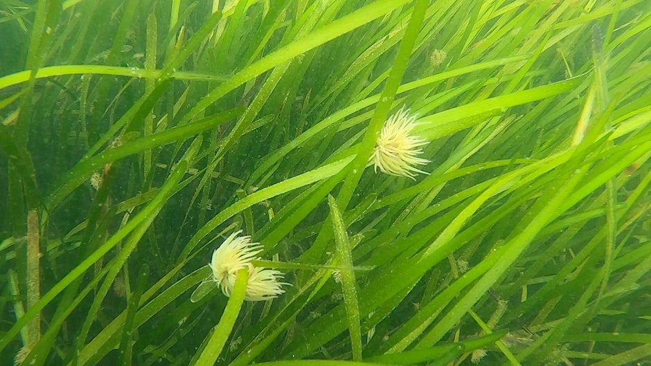 Seagrass Snorkel Safari
