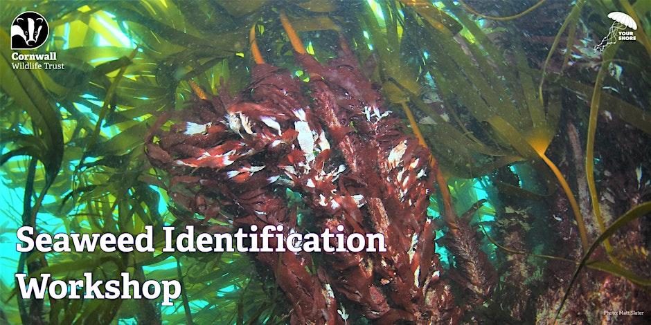 Seaweed ID workshop at Gerrans