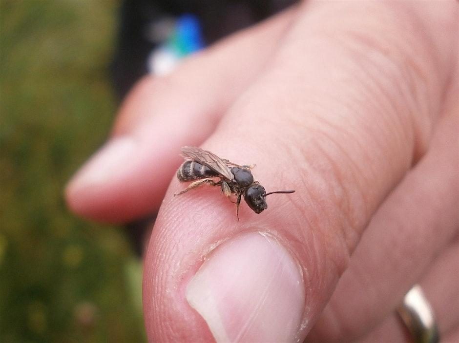 Solitary Bee Identification Workshop at Godrevy