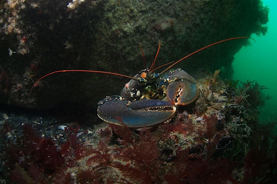 Tor to Shore: Snorkel and Lobster Release