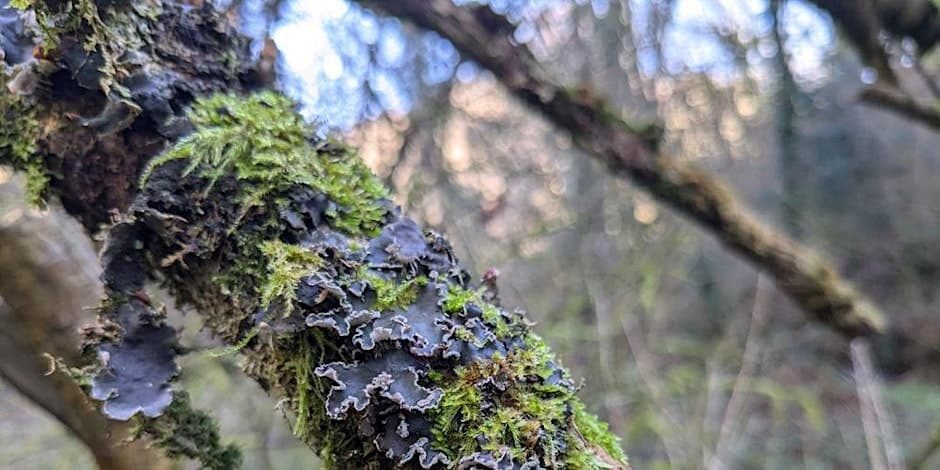 Temperate Rainforest Walk at West Muchlarnick