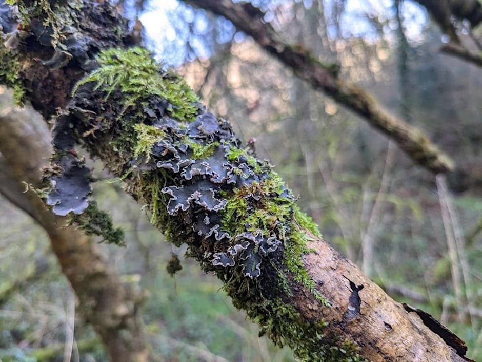Temperate Rainforest Walk at West Muchlarnick