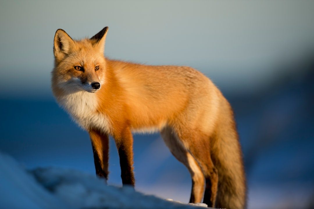 True Foxes at The Poly, Falmouth