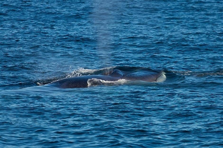 Whale watching tour from Falmouth