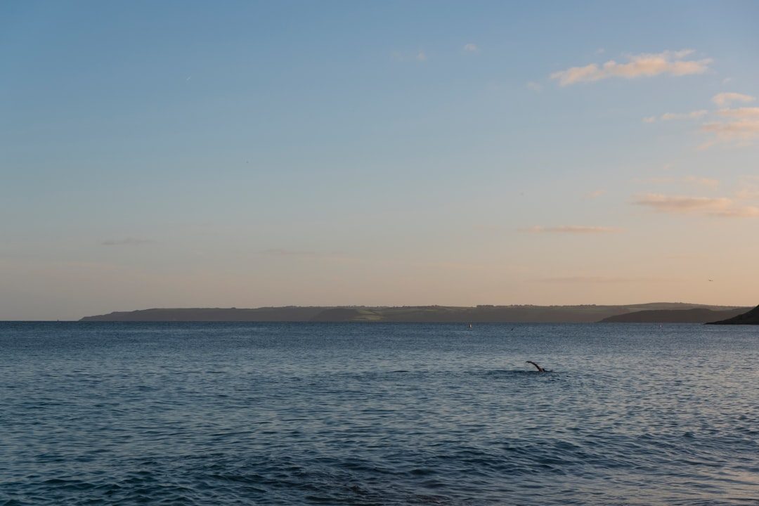 Whale watching tour from Falmouth