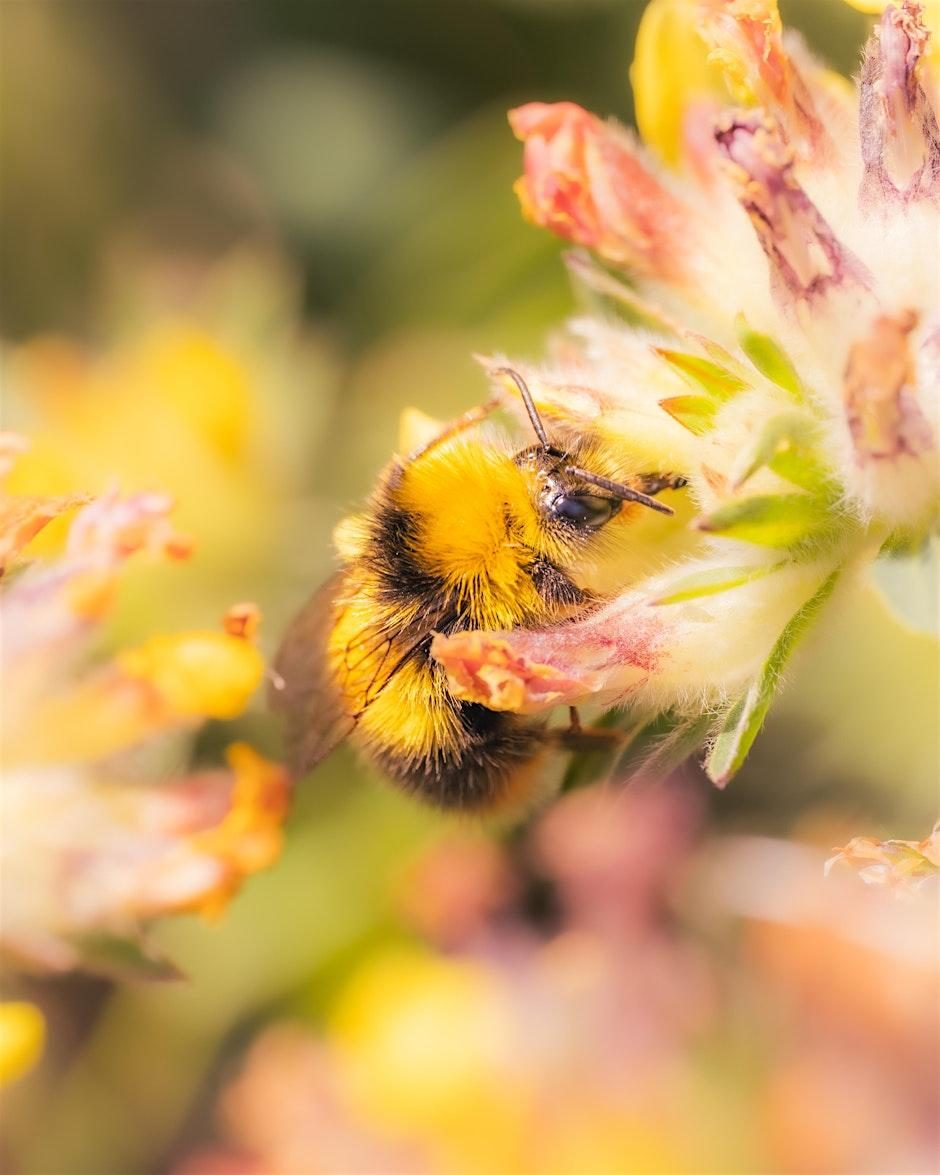 Wonderful Pollinators Workshop at Trebah Garden